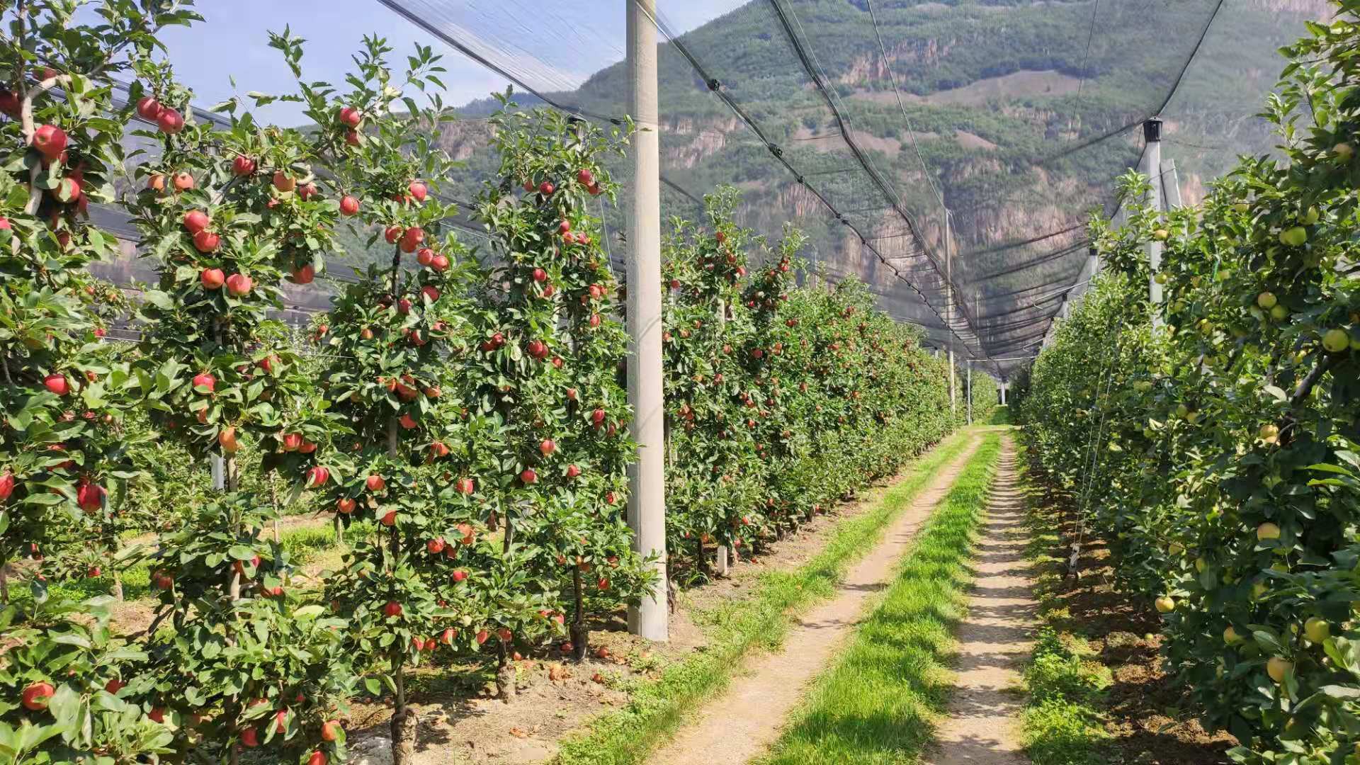 仁化县柑橘产业园列入2019年第二批省级现代农业产业园候选名单_南方plus_南方+